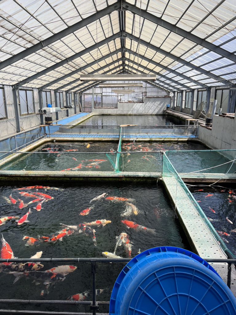 滋賀養鯉場2