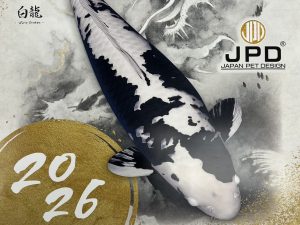 東京で行われる第56回全日本総合錦鯉品評会に「白龍」を出品するため、京都を出発しました!