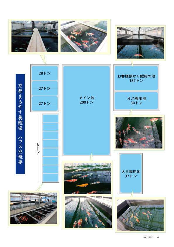 関西一の鯉屋をめざして3